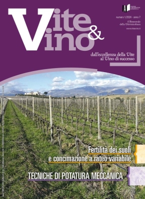 Vite e Vino