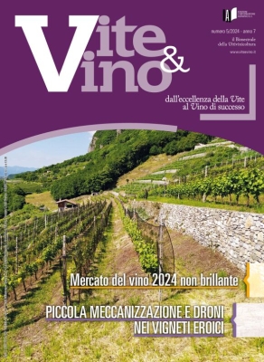 Vite e Vino