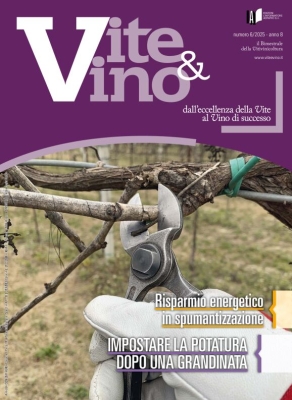 Vite e Vino