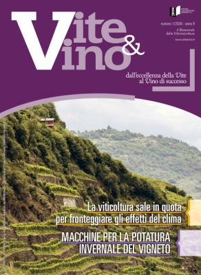 Vite e Vino